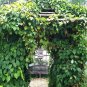 Magnolia Vine 20 Seeds Schisandra chinensis