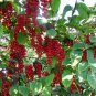 Magnolia Vine 20 Seeds Schisandra chinensis