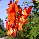 Scarlet Wisteria Sesbania punicea 20 Seeds Scarlet Wisteria Sesbania punicea 20 Seeds