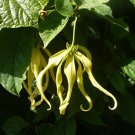 Perfume Tree 10 Seeds Cananga odorata Perfume Tree 10 Seeds Cananga odorata