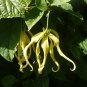 Perfume Tree 10 Seeds Cananga odorata