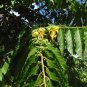 Perfume Tree 10 Seeds Cananga odorata