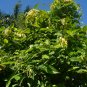 Perfume Tree 10 Seeds Cananga odorata