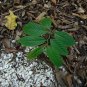 Perfume Tree 10 Seeds Cananga odorata