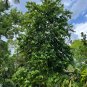 Perfume Tree 10 Seeds Cananga odorata