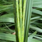 Eastern Gamagrass 10 Seeds Tripsacum dactyloides