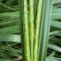 Eastern Gamagrass 10 Seeds Tripsacum dactyloides