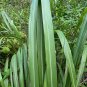 Eastern Gamagrass 10 Seeds Tripsacum dactyloides