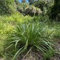 Eastern Gamagrass 10 Seeds Tripsacum dactyloides