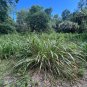 Eastern Gamagrass 10 Seeds Tripsacum dactyloides