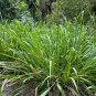 Eastern Gamagrass 10 Seeds Tripsacum dactyloides