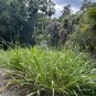 Eastern Gamagrass 10 Seeds Tripsacum dactyloides