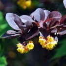 Purple Barberry Berberis thunbergii 10 Seeds
