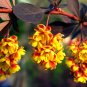 Purple Barberry Berberis thunbergii 10 Seeds