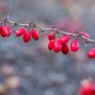 Purple Barberry Berberis thunbergii 10 Seeds