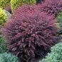 Purple Barberry Berberis thunbergii 10 Seeds