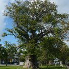 African Baobab  5 Seeds  Adansonia digitata