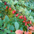 Japanese Barberry Berberis thunbergii 20 Seeds