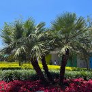 Mediterranean Fan Palm 10 Seeds Chamaerops humilis Mediterranean Fan Palm 10 Seeds Chamaerops humilis