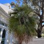 Mediterranean Fan Palm  10 Seeds  Chamaerops humilis