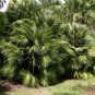 Mediterranean Fan Palm  10 Seeds  Chamaerops humilis