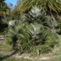 Mediterranean Fan Palm  10 Seeds  Chamaerops humilis