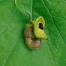 Dutchman's Pipe Aristolochia macrophylla 20 Seeds Dutchman's Pipe Aristolochia macrophylla 20 Seeds