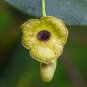 Dutchman's Pipe Aristolochia macrophylla 20 Seeds