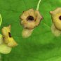 Dutchman's Pipe Aristolochia macrophylla 20 Seeds