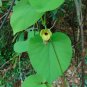 Dutchman's Pipe Aristolochia macrophylla 20 Seeds