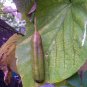 Dutchman's Pipe Aristolochia macrophylla 20 Seeds