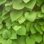 Dutchman's Pipe Aristolochia macrophylla 20 Seeds