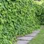 Dutchman's Pipe Aristolochia macrophylla 20 Seeds