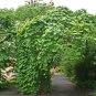 Dutchman's Pipe Aristolochia macrophylla 20 Seeds