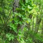 Dutchman's Pipe Aristolochia macrophylla 20 Seeds