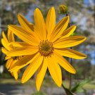Swamp Sunflower Helianthus angustifolius 100 Seeds Swamp Sunflower Helianthus angustifolius 100 Seeds