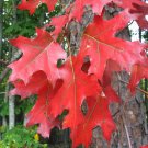 Red Oak Quercus rubra 10 Seeds Red Oak Quercus rubra 10 Seeds