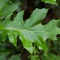 Red Oak Quercus rubra 10 Seeds