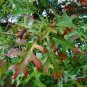 Red Oak Quercus rubra 10 Seeds