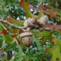 Red Oak Quercus rubra 10 Seeds