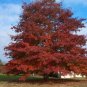 Red Oak Quercus rubra 10 Seeds