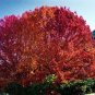 Red Oak Quercus rubra 10 Seeds