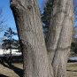 Red Oak Quercus rubra 10 Seeds