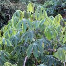 Tapioca Cassava Manihot escultenta 10 Seeds