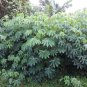 Tapioca Cassava Manihot escultenta 10 Seeds