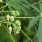 Tapioca Cassava Manihot escultenta 10 Seeds