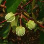 Tapioca Cassava Manihot escultenta 10 Seeds