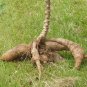 Tapioca Cassava Manihot escultenta 10 Seeds