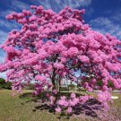 Purple Trumpet Tree Tabebuia impetiginosa 10 Seeds Purple Trumpet Tree Tabebuia impetiginosa 10 Seeds