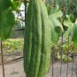 Luffa Gourd 10 Seeds Luffa aegyptiaca